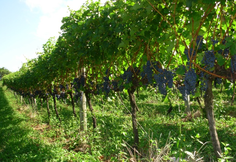 Cabernet Sauvignon Vinhedos Cabernet Sauvignon